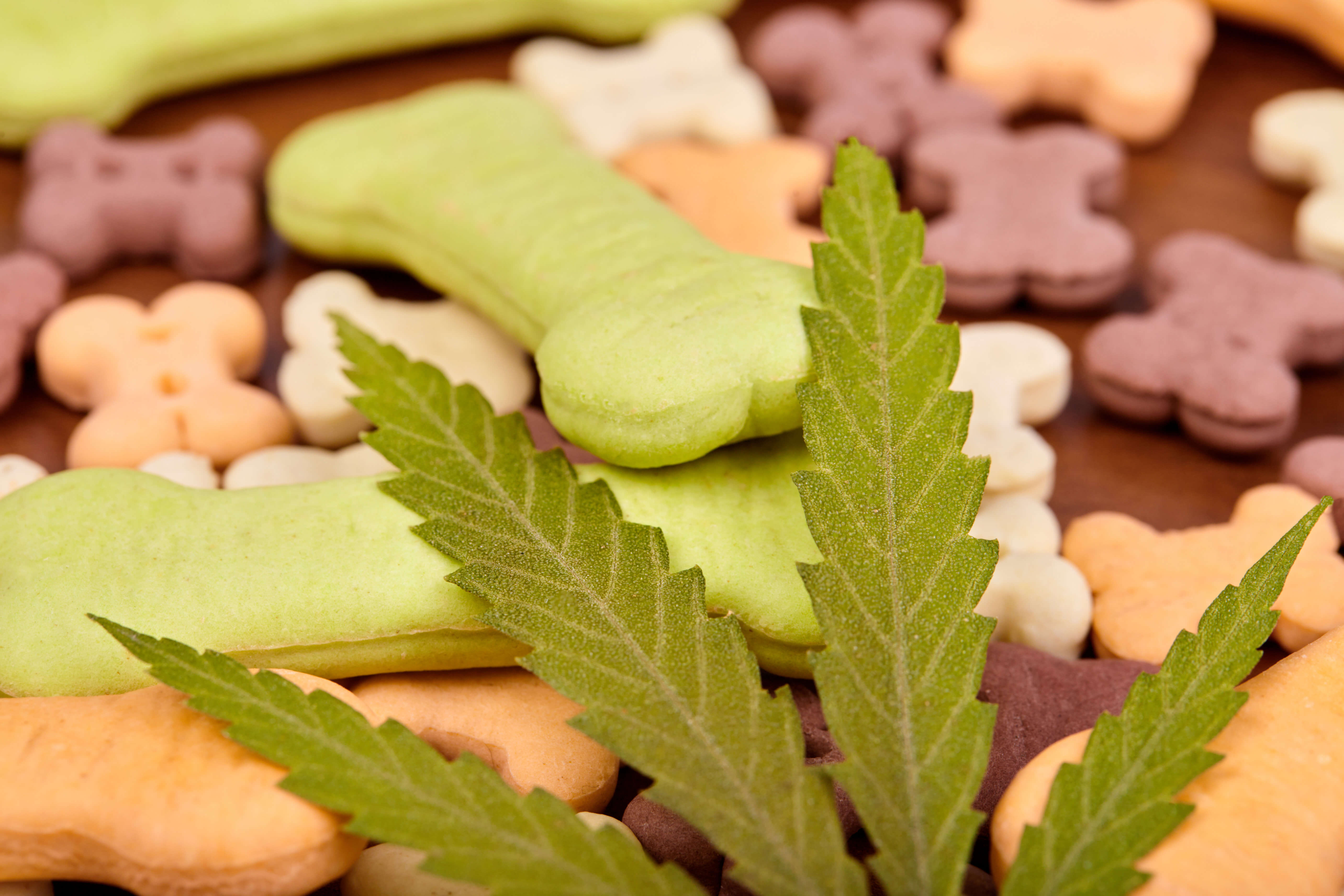 Cbd for pets - pet treats in different shapes