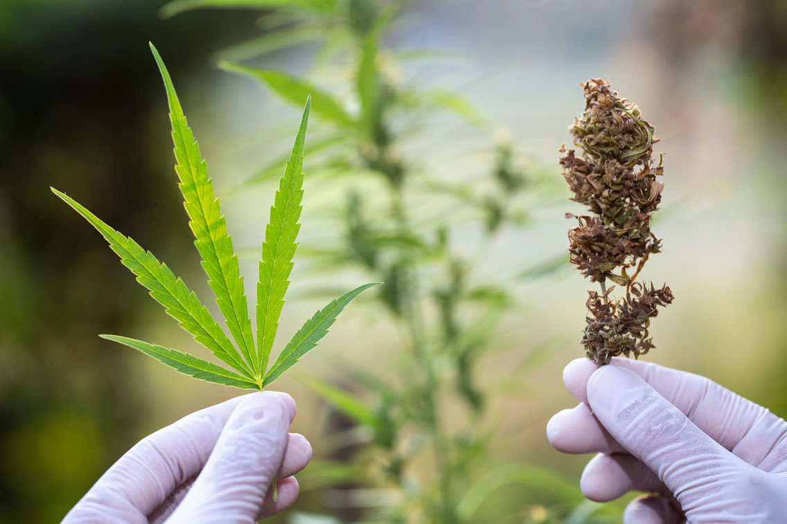 Delta 8 Flower A New Hemp Product Artisan Vapor & CBD Blog